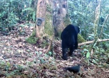 VIDEO: Kejadian di Rimba Batang Gadis, Burung Tokhtor Kejar Beruang Madu demi Makanan