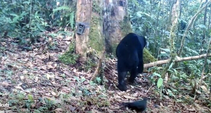 VIDEO: Kejadian di Rimba Batang Gadis, Burung Tokhtor Kejar Beruang Madu demi Makanan