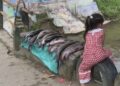 Indikasi Kerusakan Organ Ditemukan pada Ratusan Ikan Mati di Lubuk Larangan Tambangan