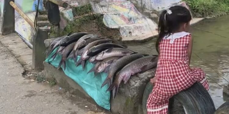 Indikasi Kerusakan Organ Ditemukan pada Ratusan Ikan Mati di Lubuk Larangan Tambangan