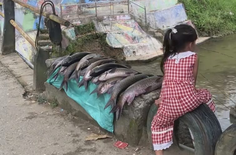 Indikasi Kerusakan Organ Ditemukan pada Ratusan Ikan Mati di Lubuk Larangan Tambangan