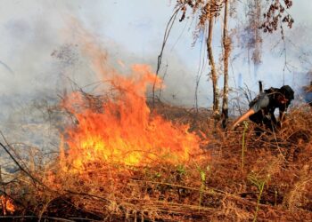 Karhutla Hanguskan 30 Hektare Lahan di Madina, Urutan Ketiga Terluas di Sumut