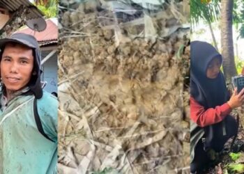Berpapasan Jarak 20 Meter dengan Harimau, TNBG Amankan Warga dan Satwa