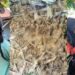 Berpapasan Jarak 20 Meter dengan Harimau, TNBG Amankan Warga dan Satwa