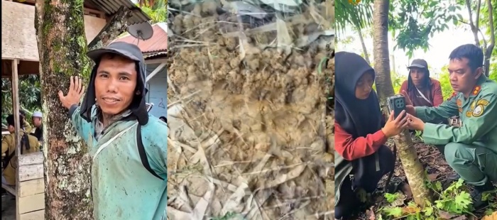 Berpapasan Jarak 20 Meter dengan Harimau, TNBG Amankan Warga dan Satwa