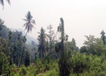Kabut Asap Misterius Selimuti Madina, Warga Diminta Pakai Masker