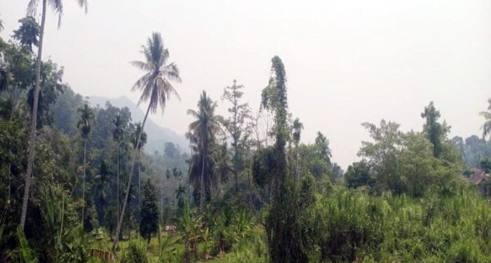 Kabut Asap Misterius Selimuti Madina, Warga Diminta Pakai Masker
