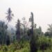 Kabut Asap Misterius Selimuti Madina, Warga Diminta Pakai Masker