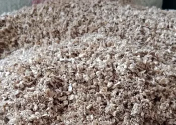 Peluang Bisnis, Bonggol Jagung Sumut Tembus Pasar Jepang