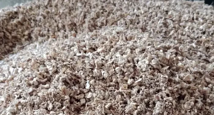 Peluang Bisnis, Bonggol Jagung Sumut Tembus Pasar Jepang