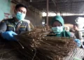 Peluang Bisnis, Ekspor Limbah Lidi Sawit Sumut Tembus Rp197 Miliar