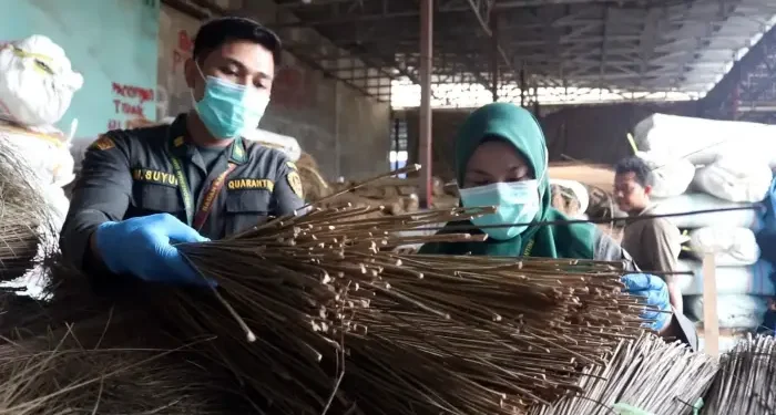Peluang Bisnis, Ekspor Limbah Lidi Sawit Sumut Tembus Rp197 Miliar