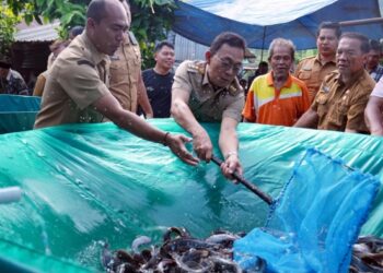 Pemkab Tapsel Dorong Hasil Budidaya Lele Desa Situmba Tembus Pasar Luas