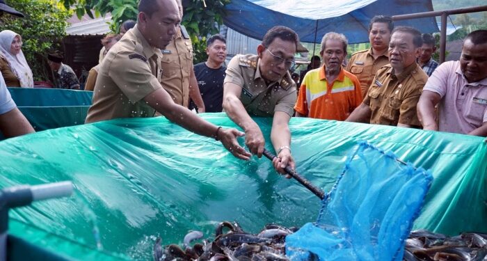 Pemkab Tapsel Dorong Hasil Budidaya Lele Desa Situmba Tembus Pasar Luas
