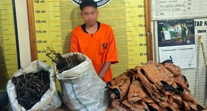 Polres Padangsidimpuan Tangkap Kurir 10 Kilogram Ganja