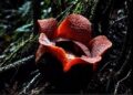 Menanti Mekar di Balik Sunyi TNBG, Filosofi Kehidupan Rafflesia Meijeri