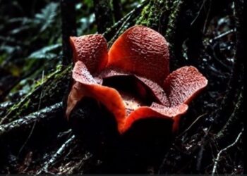 Menanti Mekar di Balik Sunyi TNBG, Filosofi Kehidupan Rafflesia Meijeri