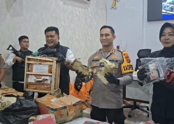 Polres Madina Gagalkan Penyeludupan Ganja Bermodus Kemasan Dodol dan Gula Merah