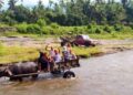 Sensasi Naik Pedati Kerbau, Rombongan Turis Belanda Jelajahi Aek Pohon Panyabungan