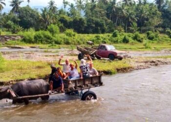 Sensasi Naik Pedati Kerbau, Rombongan Turis Belanda Jelajahi Aek Pohon Panyabungan