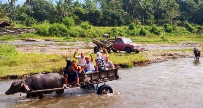 Sensasi Naik Pedati Kerbau, Rombongan Turis Belanda Jelajahi Aek Pohon Panyabungan