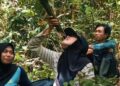 Kalau Kehabisan Air di Belantara TNBG, Minum Saja dari Tumbuhan Liana