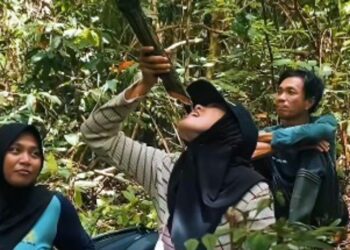 Kalau Kehabisan Air di Belantara TNBG, Minum Saja dari Tumbuhan Liana